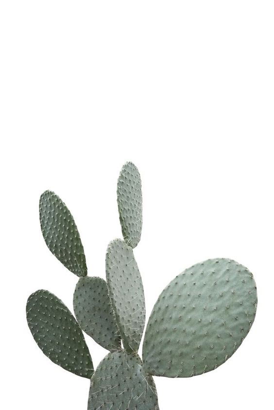 cactus beauty 2.jpeg__PID:c6756c82-eb78-440b-9d3d-4a38b4078b76